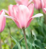 Tulpe  Tulipa 'Apricona', BIO