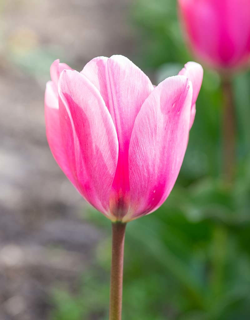 Tulpe  Tulipa 'Big Love', BIO