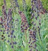 Kaiserkrone  Fritillaria persica, BIO (Persische Kaiserkrone)