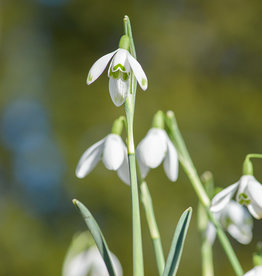 Schneeglöckchen  Galanthus nivalis 'Maximus' - 'im Grünen'