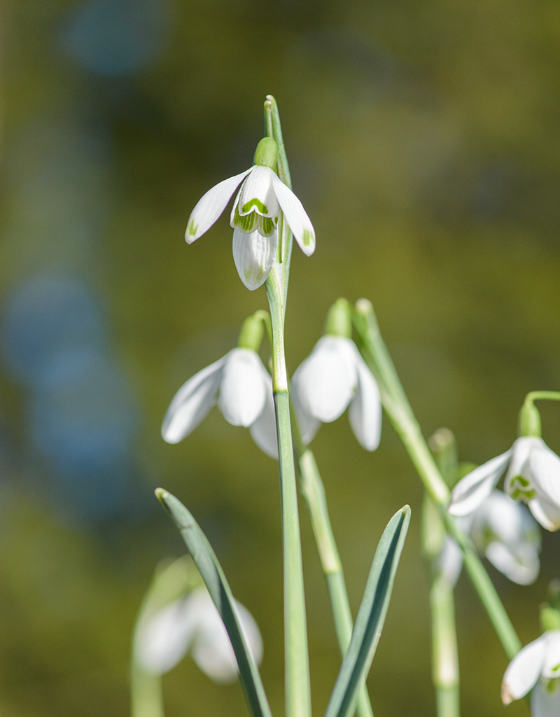 Schneeglöckchen  Galanthus nivalis 'Maximus' - 'im Grünen'