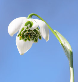 Schneeglöckchen  Galanthus 'Hippolyta' - 'im Grünen'
