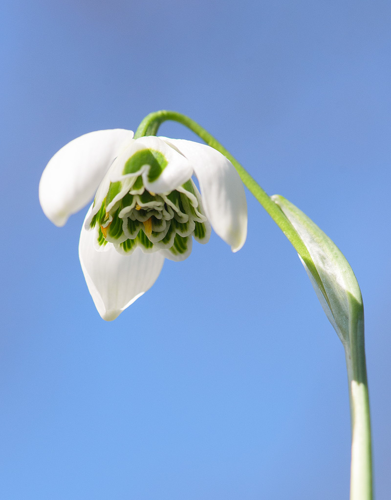 Schneeglöckchen  Galanthus 'Hippolyta' - 'im Grünen'