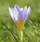 Krokus  Crocus sieberi 'Firefly' (Krokus)