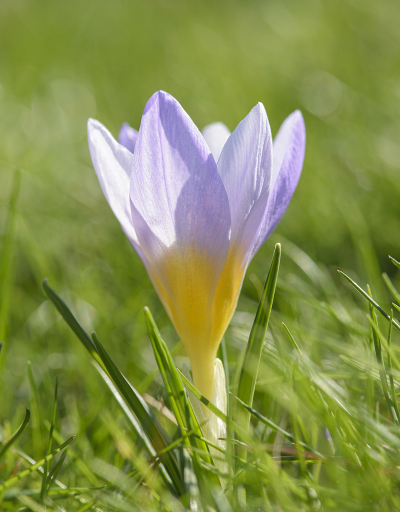 Krokus  Crocus sieberi 'Firefly' (Krokus)