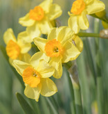 Narzisse  Narcissus 'Golden Dawn', BIO