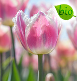 Tulpe  Tulipa 'Siesta', BIO
