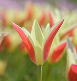 Tulpe  Tulipa clusiana 'Tinka', BIO (Tulpe)