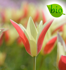 Tulpe  Tulipa clusiana 'Tinka', BIO