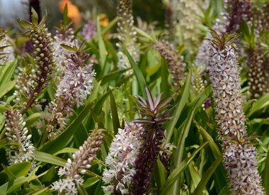 EUCOMIS – Ananaslilie