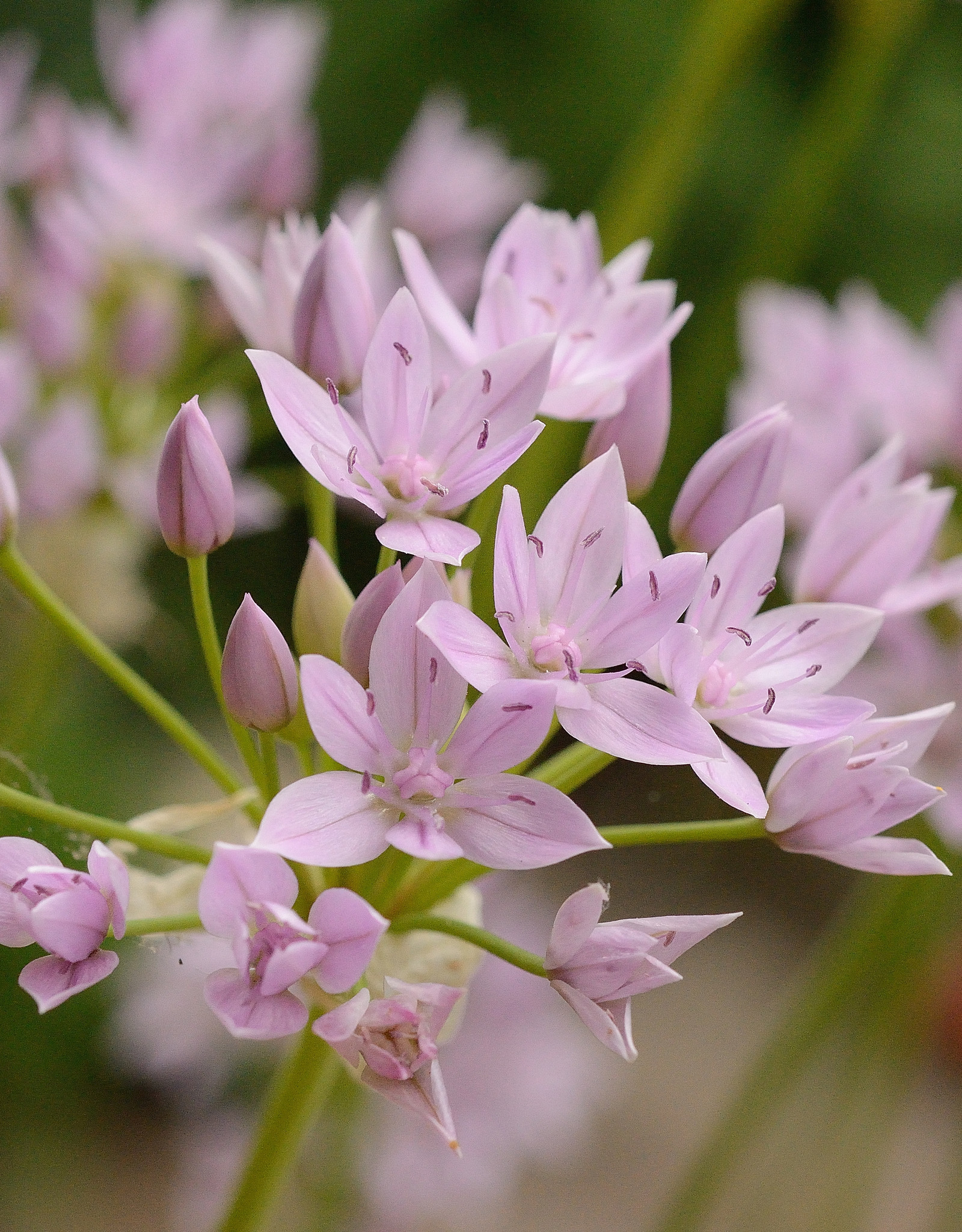 Lauch  Allium unifolium (Einblättriger Lauch)