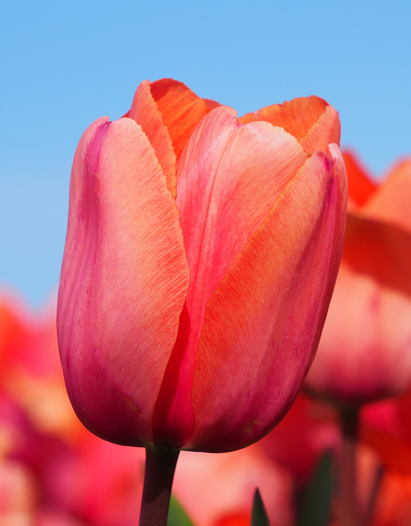 Tulpe  Tulipa 'Apricot Impression', BIO
