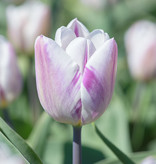 Tulpe  Tulipa 'Flaming Flag', BIO - ANGEBOT