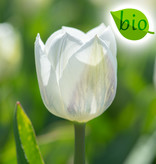Tulpe  Tulipa 'Royal Virgin', BIO - ANGEBOT