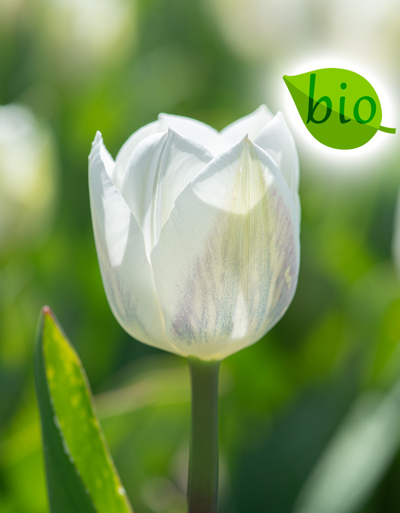 Tulpe  Tulipa 'Royal Virgin', BIO - ANGEBOT