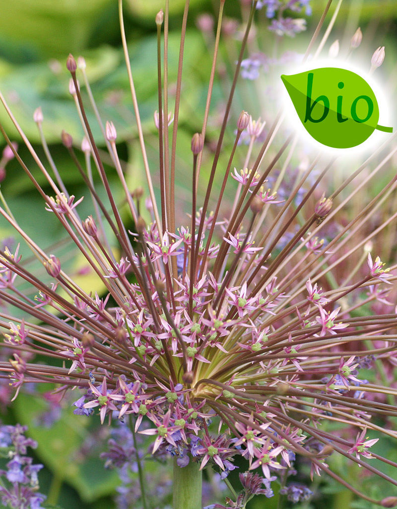 Zierlauch  Allium schubertii (Igelkolbenlauch) - BIO