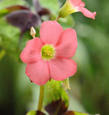 Sauerklee  Oxalis tetraphylla 'Iron Cross' - Topf