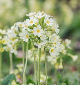 Schlüsselblume  Primula elatior - Topf