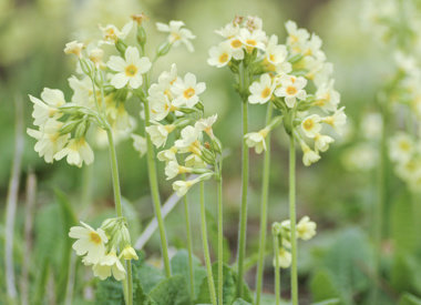 PRIMULA - Schlüsselblume