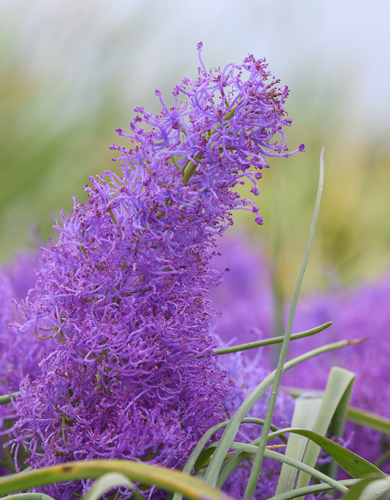 Traubenhyazinthe  Muscari comosum 'Plumosum' (Schopf-Traubenhyazinthe) – Stinsenpflanze - Copy