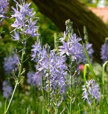 Prärielilie  Camassia leichtlinii 'Caerulea' (Prärielilie), BIO - ANGEBOT