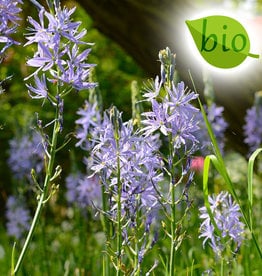 Prärielilie  Camassia leichtlinii 'Caerulea', BIO - ANGEBOT