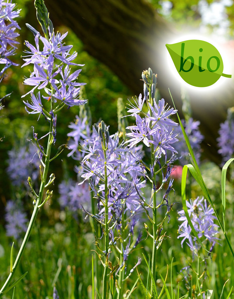 Prärielilie  Camassia leichtlinii 'Caerulea' (Prärielilie), BIO - ANGEBOT
