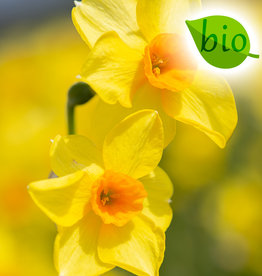Narzisse  Narcissus 'Martinette', BIO - ANGEBOT