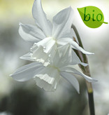 Narzisse  Narcissus 'Thalia', BIO - ANGEBOT