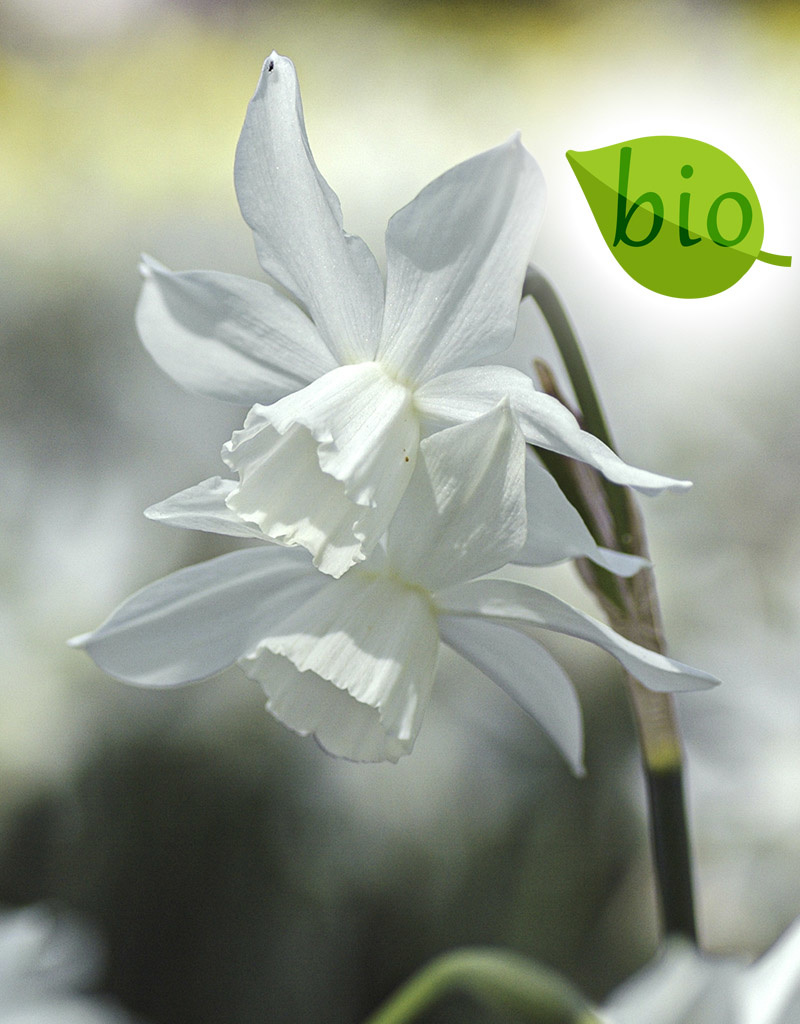 Narzisse  Narcissus 'Thalia', BIO - ANGEBOT