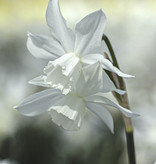 Narzisse  Narcissus 'Thalia', BIO - ANGEBOT