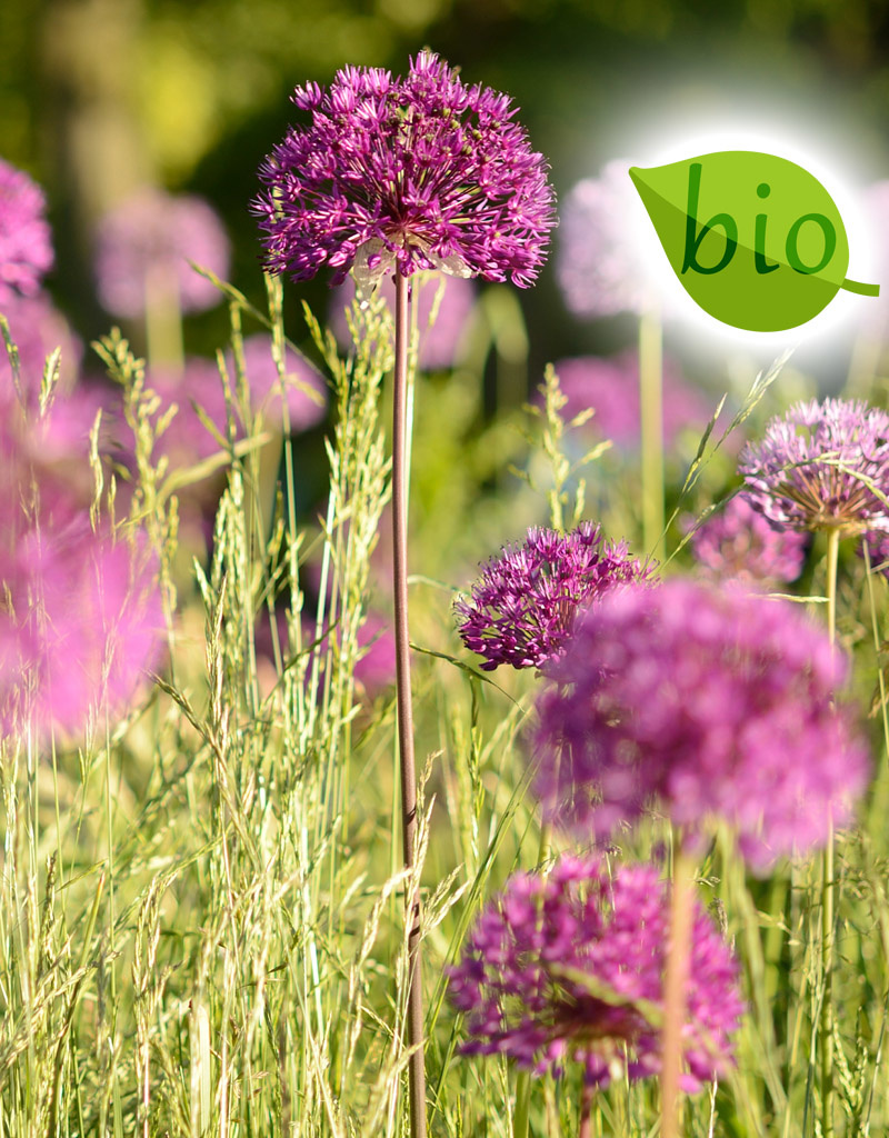 Zierlauch  Allium 'Purple Sensation', BIO ANGEBOT (Sternkugel-Lauch) - Copy