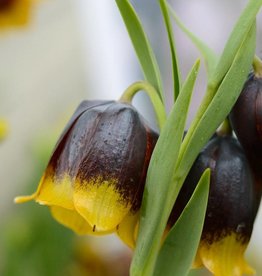 Schachbrettblume  Fritillaria michailovskyi - ANGEBOT