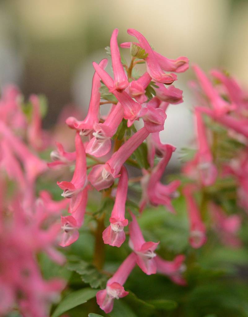 Lerchensporn (Gefingerter)  Corydalis solida 'Beth Evans' (Gefingerter Lerchensporn) - ANGEBOT
