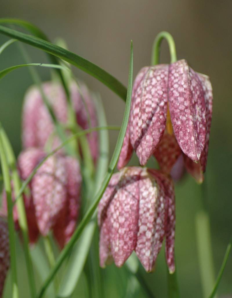 Schachbrettblume  Fritillaria meleagris (Gewöhnliche Schachbrettblume) - Stinsenpflanze - ANGEBOT