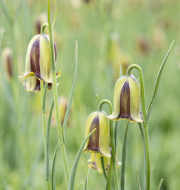 Schachbrettblume  Fritillaria acmopetala - ANGEBOT