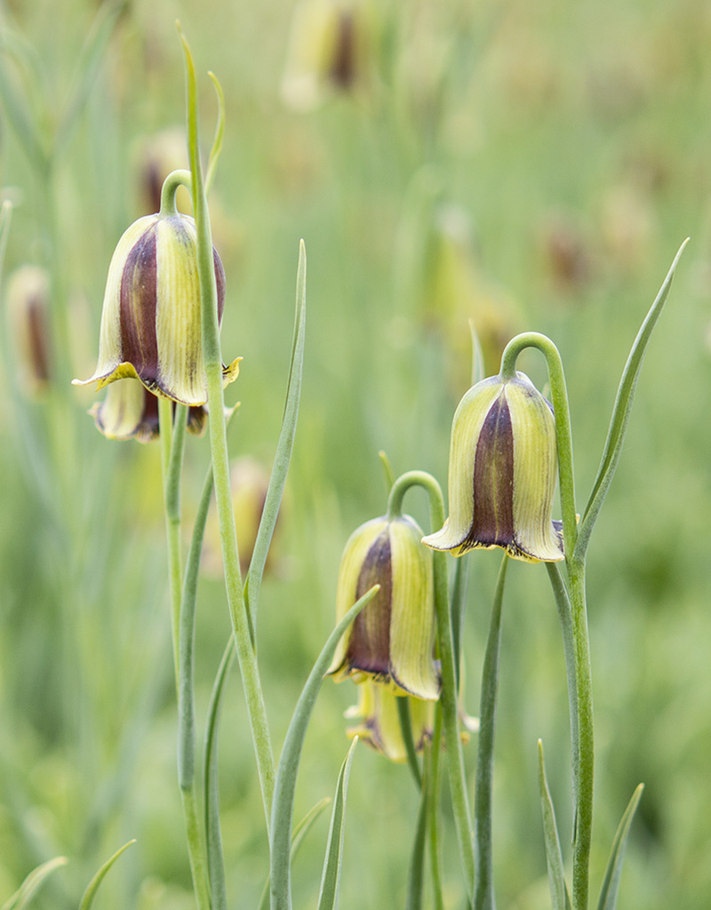 Schachbrettblume  Fritillaria acmopetala - ANGEBOT