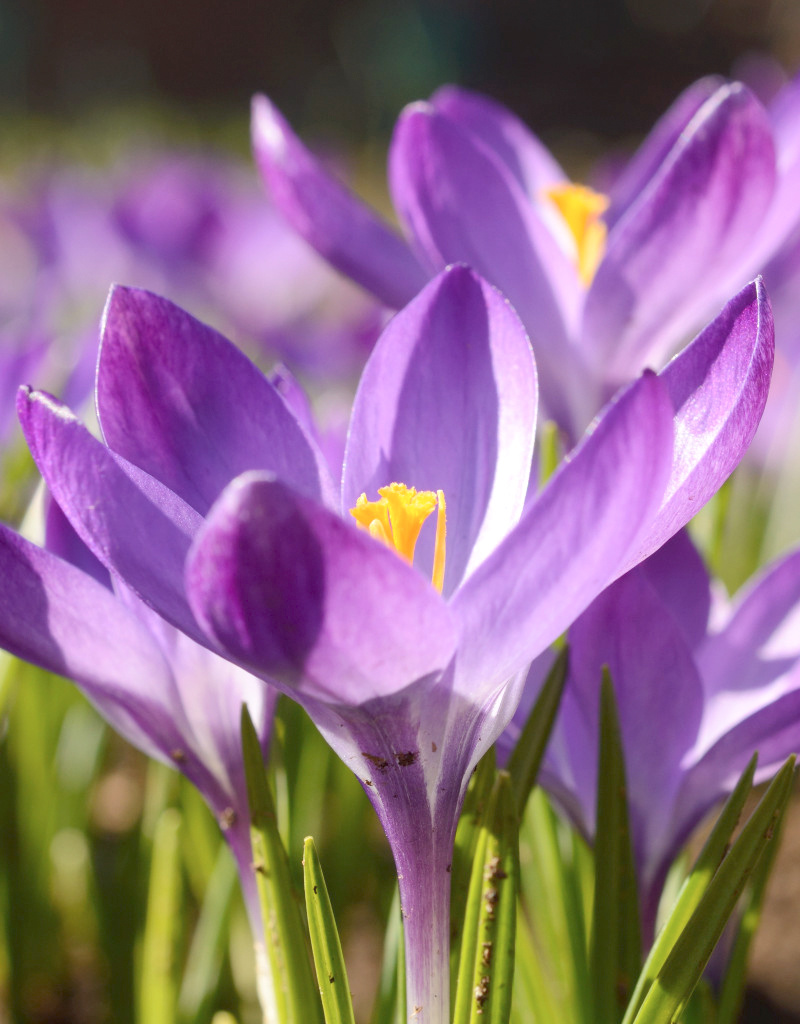 Krokus (Elfen/Dalmatiner)  Crocus tommasinianus 'Ruby Giant', BIO (Elfen/Dalmatiner Krokus) - Stinsenpflanze - ANGEBOT