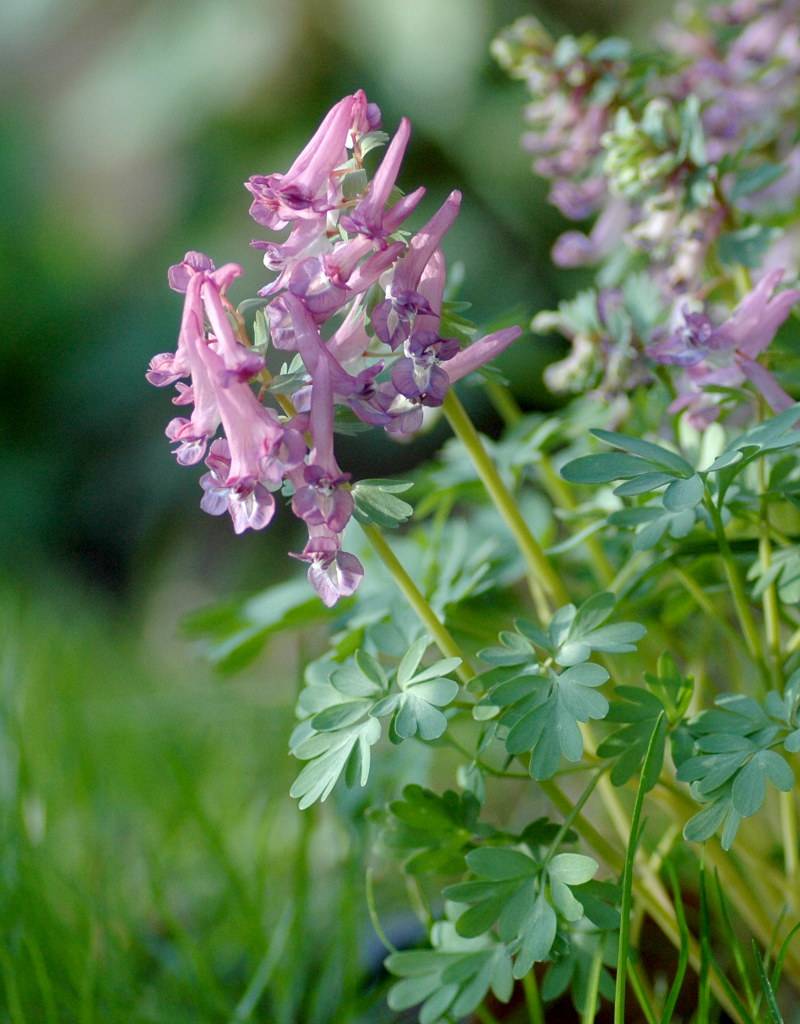 Lerchensporn (Gefingerter)  Corydalis solida (Gefingerter Lerchensporn) - Stinsenpflanze - ANGEBOT