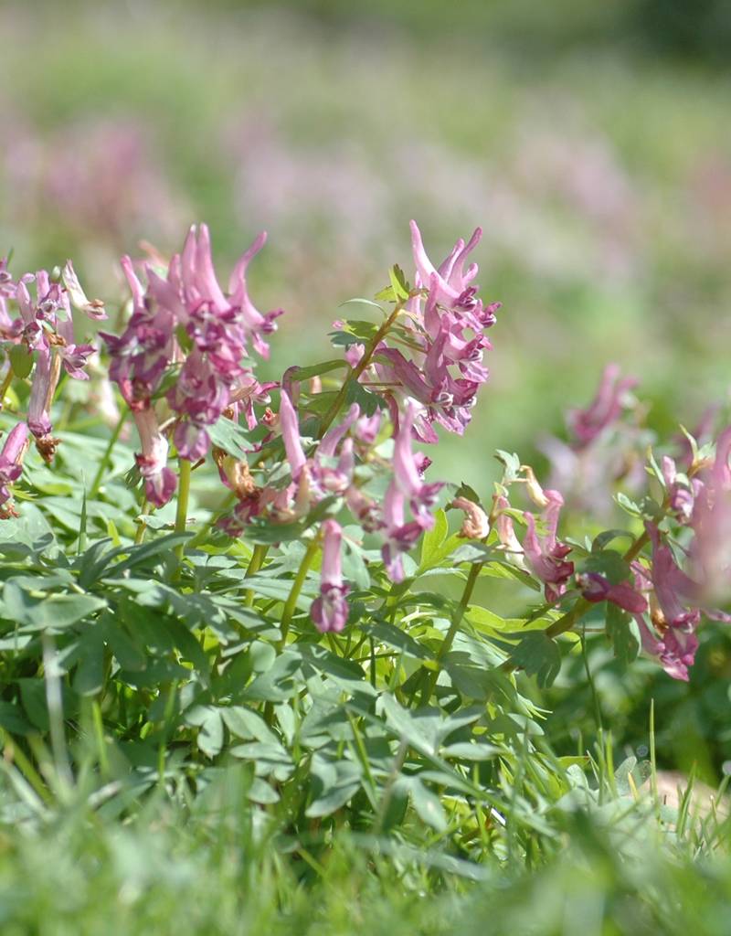 Lerchensporn (Gefingerter)  Corydalis solida (Gefingerter Lerchensporn) - Stinsenpflanze - ANGEBOT