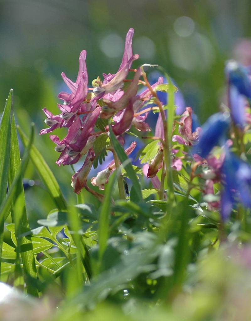 Lerchensporn (Gefingerter)  Corydalis solida (Gefingerter Lerchensporn) - Stinsenpflanze - ANGEBOT