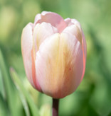 Tulpe  Tulipa 'Salmon Impression', BIO - ANGEBOT