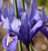 Iris (Kleine Netzblatt)  Iris reticulata 'Harmony' (Kleine Netzblatt Iris) - ANGEBOT