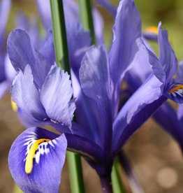 Iris (Kleine Netzblatt)  Iris reticulata 'Harmony' - ANGEBOT