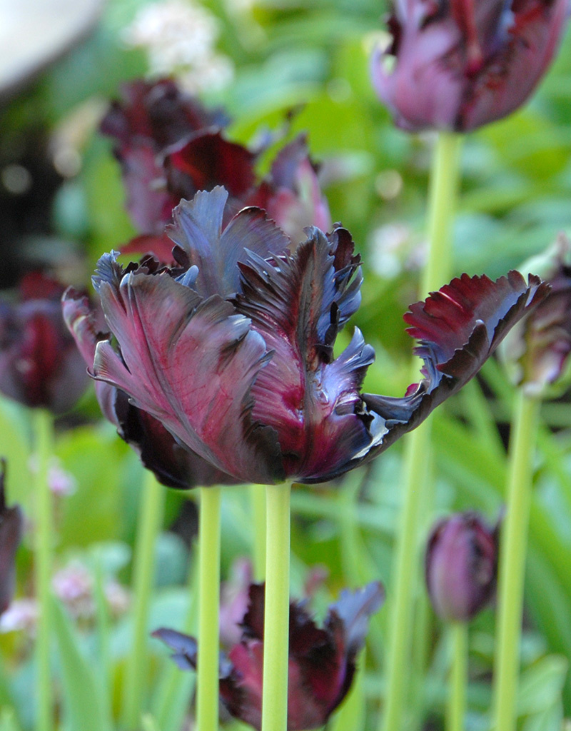 Tulpe  Tulip 'Black Parrot' - ANGEBOT