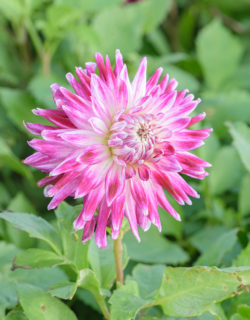 Dahlia  Dahlia 'Vancouver', BIO