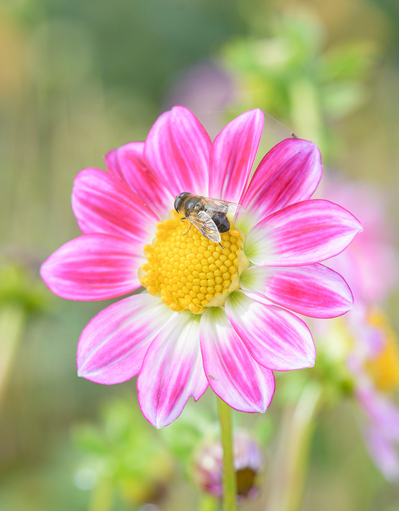 Dahlia  Dahlia 'Freya's Sweetheart', BIO