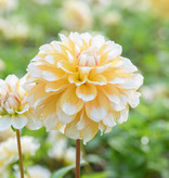 Dahlia  Dahlia 'Seattle', BIO