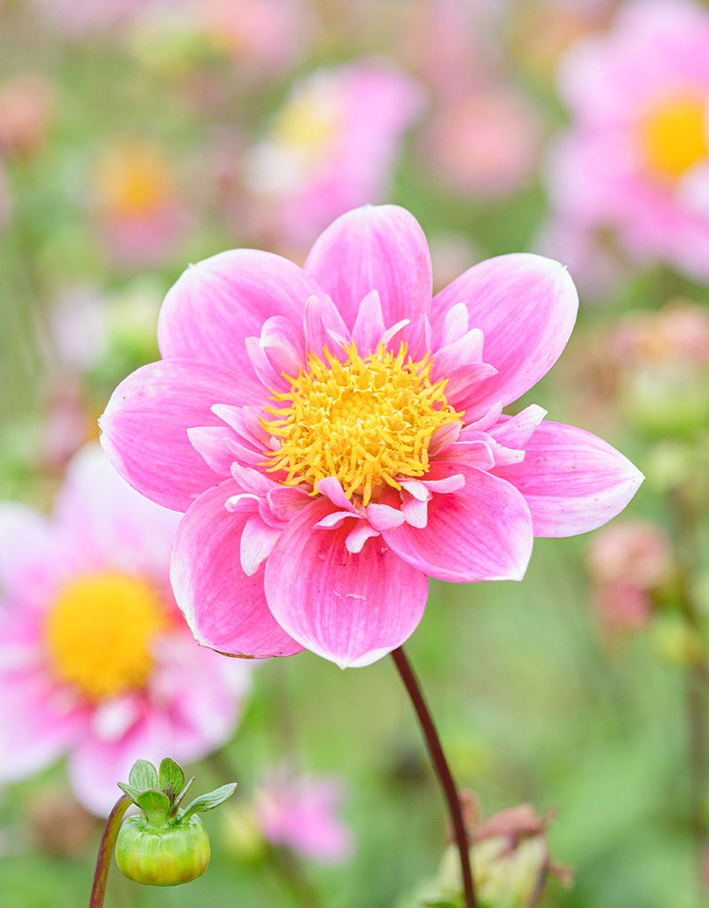 Dahlia  Dahlia 'Hartenaas', BIO