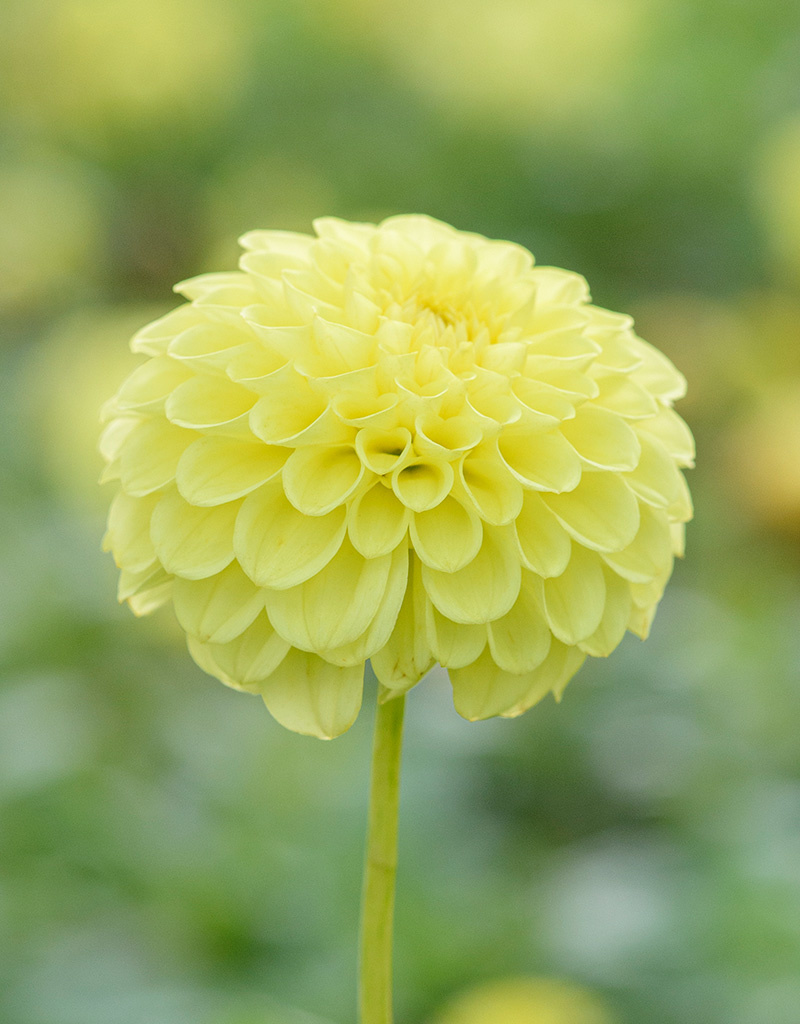 Dahlia  Dahlia 'Golden Torch', BIO